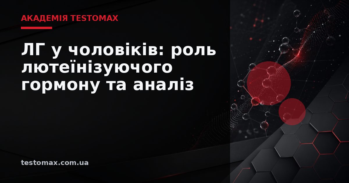 ЛГ у чоловіків: роль лютеїнізуючого гормону та аналіз — Академія TESTOMAX