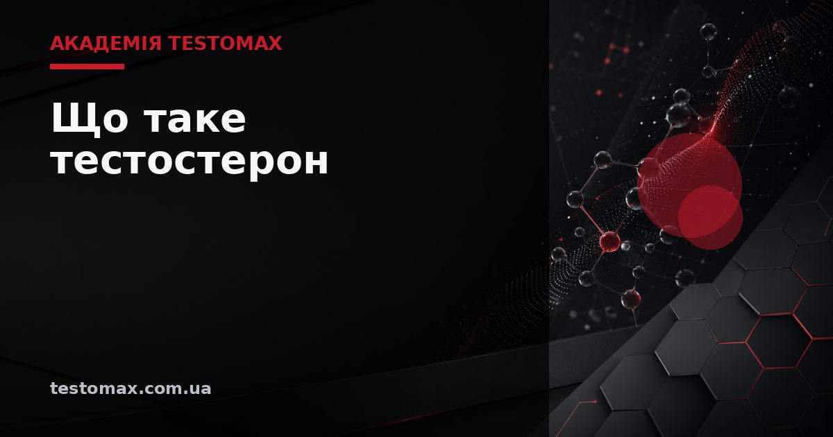 Що таке тестостерон — Академія TESTOMAX