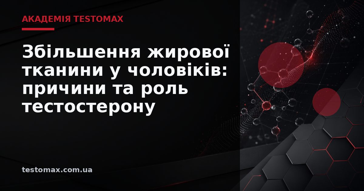 Збільшення жирової тканини у чоловіків: причини та роль тестостерону — Академія TESTOMAX